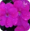 Sunpatiens różowy 6 szt.